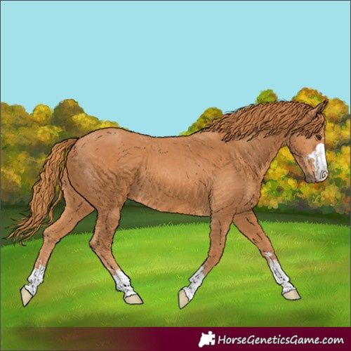 Horse Color:Chestnut 