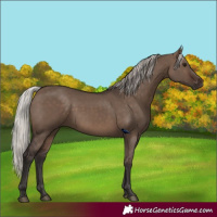 Horse Color:Silver Brown Dun 