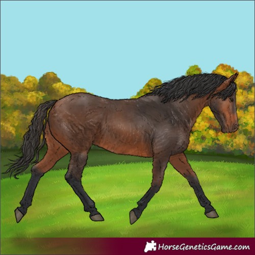 Horse Color:Bay 