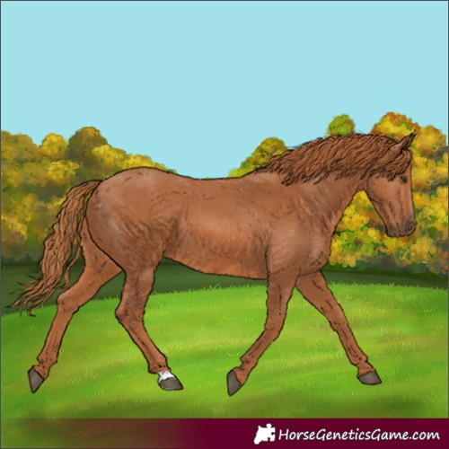 Horse Color:Chestnut 