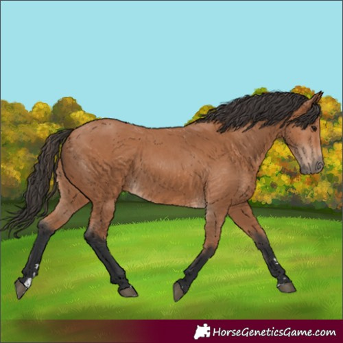 Horse Color:Bay 