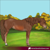 Horse Color:Chestnut 