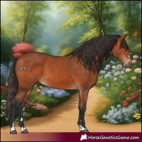 Horse Color:Bay 