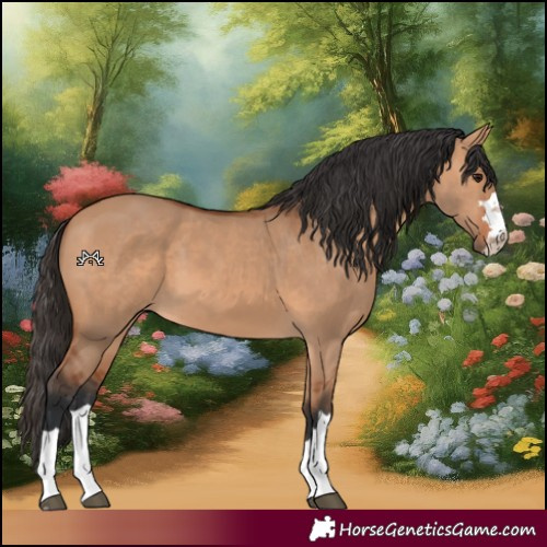 Horse Color:Bay Dun 