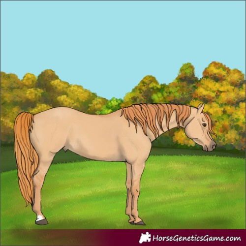 Horse Color:Red Dun 