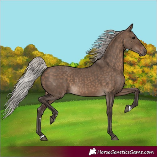 Horse Color:Silver Brown Dun