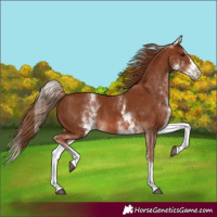 Horse Color:White Spotted Chestnut Splash 