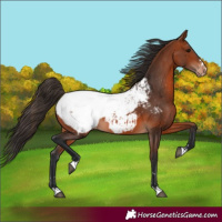 Horse Color:Bay Snowcap 
