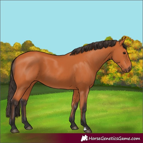 Horse Color:Bay 