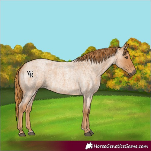 Horse Color:Red Roan 