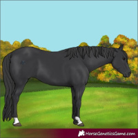 Horse Color:Black 