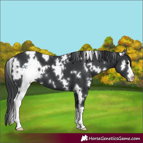 Horse Color:White Spotted Black 