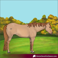 Horse Color:Red Dun 
