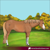 Horse Color:Chestnut 