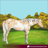 Horse Color:White Spotted Palomino Dun 