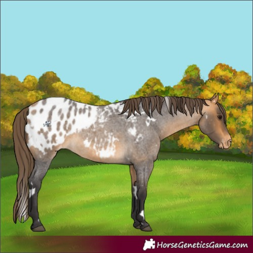 Horse Color:White Spotted Buckskin Roan Blanket 