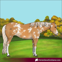 Horse Color:White Spotted Palomino 