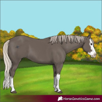 Horse Color:Silver Black Splash 