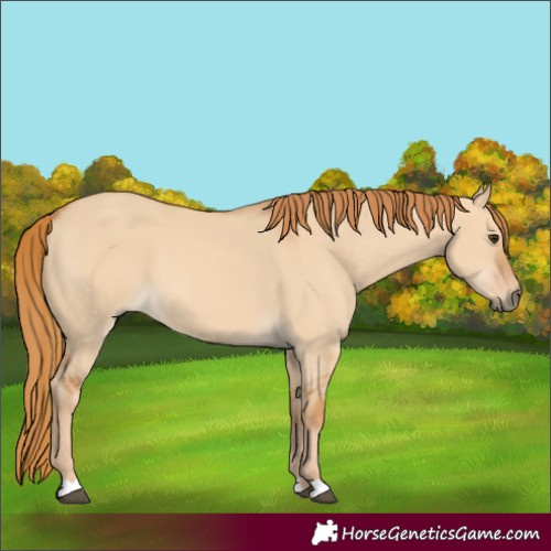 Horse Color:Red Dun 