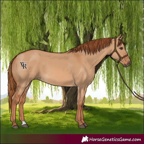Horse Color:Red Dun 