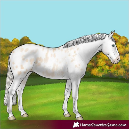 Horse Color:White Spotted Palomino Pearl Dun Sabino Appaloosa 