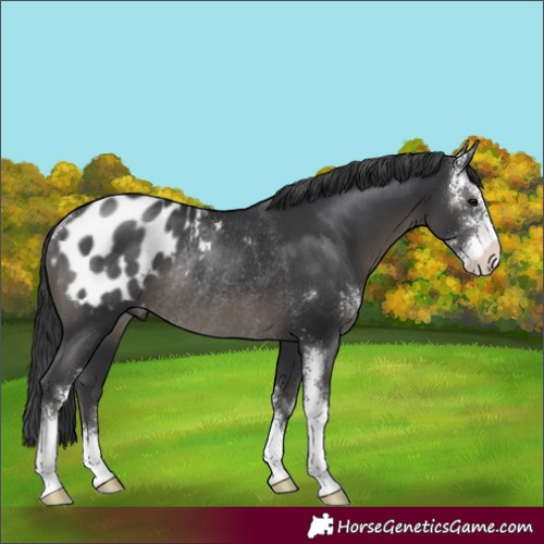 Horse Color:Black Sabino Appaloosa Rabicano 