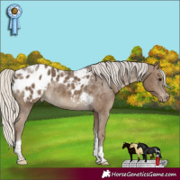 Horse Color:Silver Smoky Black Tobiano Appaloosa Rabicano