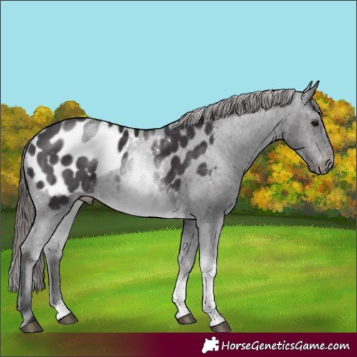Horse Color:Smoky Black Sabino Tobiano Appaloosa Rabicano 