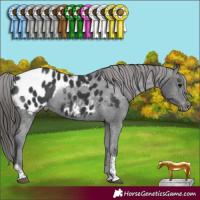 Horse Color:Black Tobiano Appaloosa Rabicano 