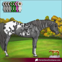 Horse Color:Black Tobiano Appaloosa Rabicano 