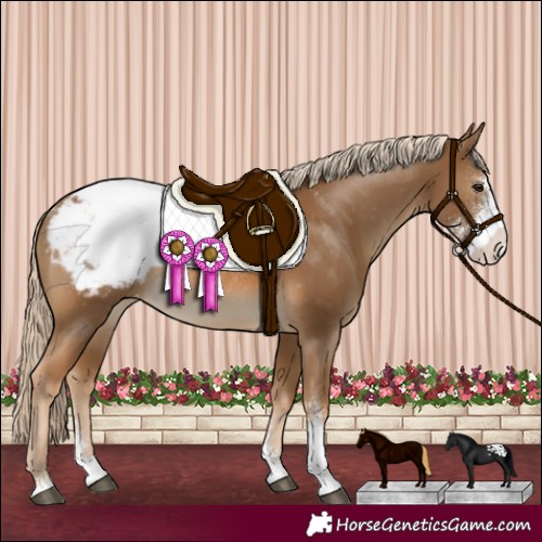 Horse Color:Chocolate Palomino Sabino Appaloosa Rabicano 