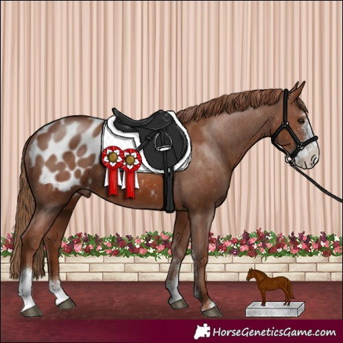 Horse Color:Chestnut Sabino Appaloosa Rabicano