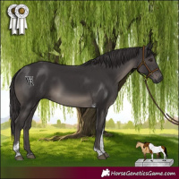 Horse Color:Smoky Black Tobiano Rabicano