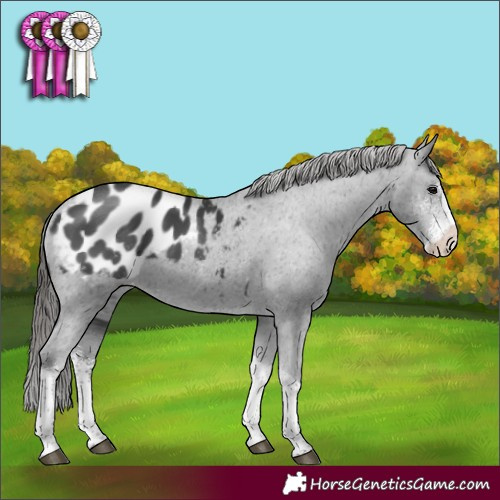 Horse Color:Black Sabino Tobiano Appaloosa 