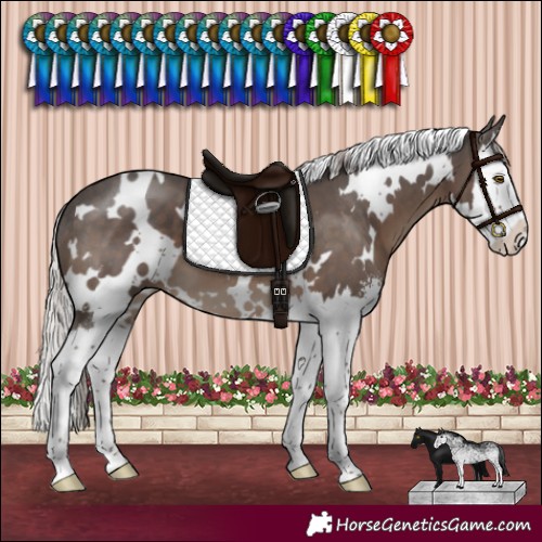 Horse Color:White Spotted Silver Black Sabino Splash 