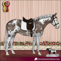 Horse Color:White Spotted Silver Black Sabino Splash 