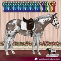 Horse Color:White Spotted Silver Black Sabino Splash