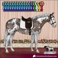 Horse Color:White Spotted Silver Black Sabino Splash 