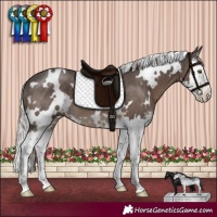 Horse Color:White Spotted Silver Black Sabino Splash 
