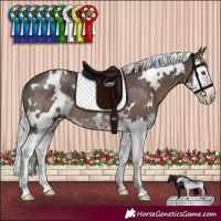 Horse Color:White Spotted Silver Black Sabino Splash 