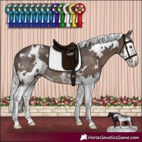Horse Color:White Spotted Silver Black Sabino Splash