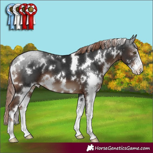Horse Color:White Spotted Liver Chestnut Sabino 