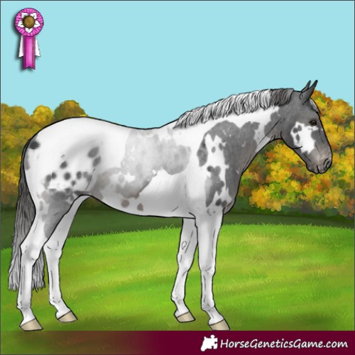 Horse Color:White Spotted Black Tobiano Appaloosa 