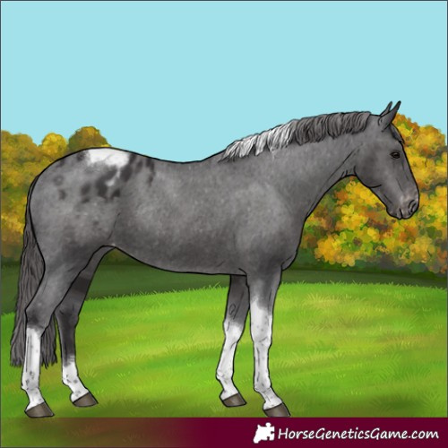 Horse Color:Smoky Black Tobiano Appaloosa Rabicano 