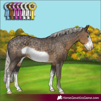 Horse Color:Silver Smoky Black Sabino Frame Appaloosa Rabicano