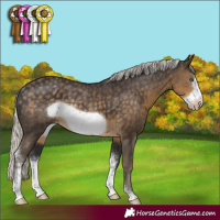 Horse Color:Silver Smoky Black Sabino Frame Appaloosa Rabicano