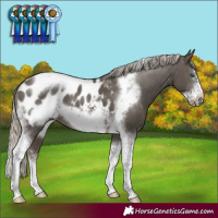 Horse Color:Silver Smoky Black Sabino Tobiano Frame Appaloosa 