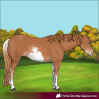 Horse Color:White Spotted Chestnut Frame 