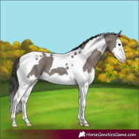 Horse Color:Grullo Splash Tobiano 