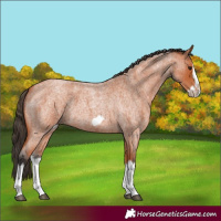 Horse Color:Bay Roan Splash Frame 